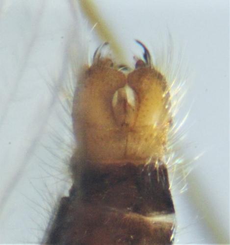 Molophilus propinquus